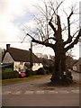 Winterborne Stickland: large tree in West Street in DT11 0NG
