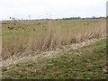 In the Limpenhoe marshes in NR14 6LR