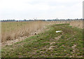 Track in the Limpenhoe marshes in NR14 6LR
