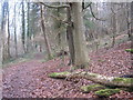 Footpath and track junction in Mannings Wood in TN16 1LU