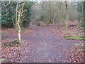 Footpath and track junction in Crockhamhill Common in TN16 1PS