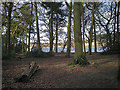 Woodland beside Longmoor Pool in B73 6PX