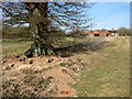 Rabbit burrows at the foot of an old tree in South Norfolk District