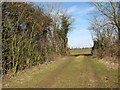Track into fields north of Wood Farm in South Norfolk District