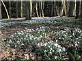 Snowdrops in Cawston Wood in CV22 7RY
