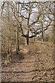Woodland path in SO50 7PA