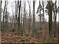 Beech trees at Footland Wood in TN33 0NT