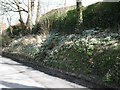 Snowdrops in The Street, Wilmington in BN26 5SJ