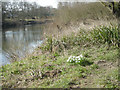 Snowdrops & the River Severn in TF8 7BJ