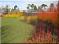Late winter colour at Hadlow College in TN11 0LG