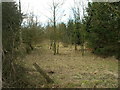 Woodland beside Hungerhill Lane in Dumbles Ward
