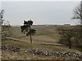 Lonesome pine and big quarries in SK17 9SG