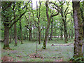 Oak trees in Franchises Wood in SP5 2PX