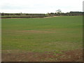 Farmland near Spellow Farm in NG12 2HN