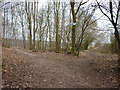 Footpath junction, Middlebarrow Wood in LA5 0HZ