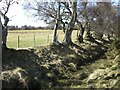Old hedgerow near Wester Calrichie in IV18 0LN