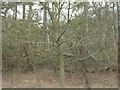 Woodland beside the A60 in NG5 8PJ