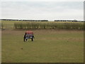 Grazing land beside the A60 in NG5 8PJ