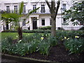 Daffodils in Bessborough Gardens Pimlico in SW1P 4EN