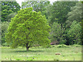Oak tree in a Pimlico field in SP5 2PS