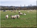 Sheep grazing near Downton in SP5 3HW