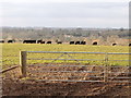 Field of cattle near Lone Barn, Easton, Hants in SO21 1EP