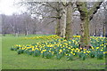 Daffodils in St.James's Park, London in SW1P 3JS