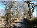 Ascending road between the hamlet of Plas Hen and Betws Fawr Farm in LL52 0LU