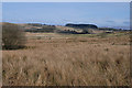 Damp moorland near Tan-graig in SY23 4JJ