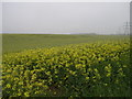 Yellow Field Grey Sky in S44 5PY