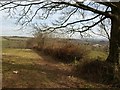 Field boundary near East Butterleigh in EX15 1LX