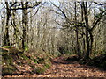 Woods on the Bincombe to Crowcombe road in TA5 1HR