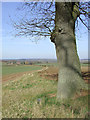 Farmland and tree near Beobridge, Shropshire in WV5 7AN