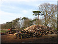 Pile of Logs near Priesthawes in BN24 5BU
