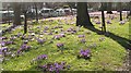 Crocuses, Morningside Road in EH10 6DZ
