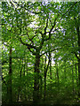 Oak trees in Keeping Copse, Beaulieu Estate in SO42 7YJ