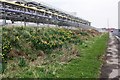 Daffodils and pipework on New Road in TS23 1PS