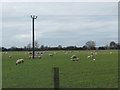 Sheep in a field by Yelford in OX29 7QX