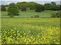 Farmland south of Saxmundham in IP17 1RP