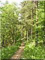 Woodland path, Chevin Country Park, Otley in LS21 3DB