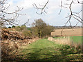 Path along the eastern edge of the chalk pit in Caistor St. Edmund and Bixley