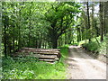 Woodland ride, Whitty Hill in DT7 3RN