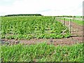 Raspberry field near Ruthven in PH11 8JU