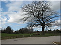 Car park with ancient oak tree in CW8 2JX