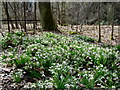 Roadside snowdrops, Ardross in IV17 0YF