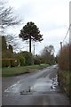 Monkey Puzzle Tree, Furnace Lane in TN31 6DT