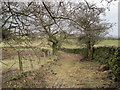 Footpath following an Old Green Lane near Henshaw in NE47 7EP