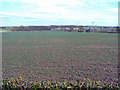 Arable land east of Thorpe Constantine in B79 0LL