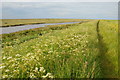 Sea Wall, Burnham Deepdale in Burnham Norton