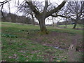 Daffodils below an old oak tree near Battlescombe in GL6 7AS